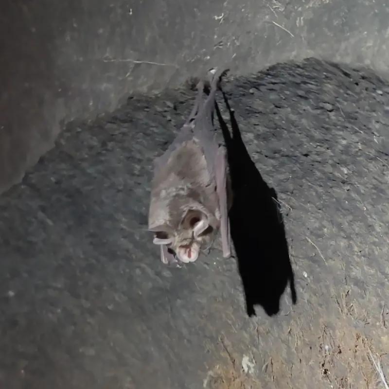 Northern-Cave-Bat-mt-beerwah-caves-hike