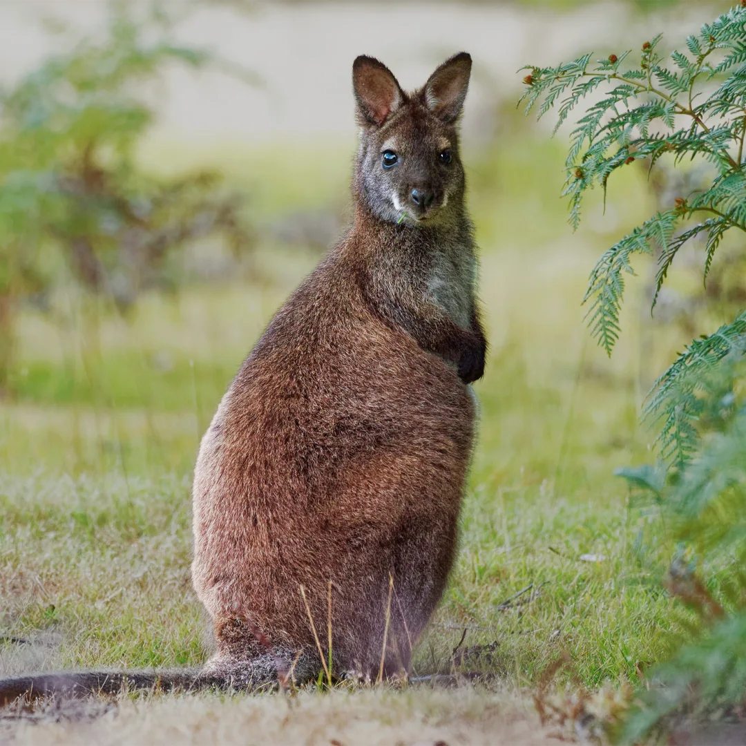 red-necked-wallabi