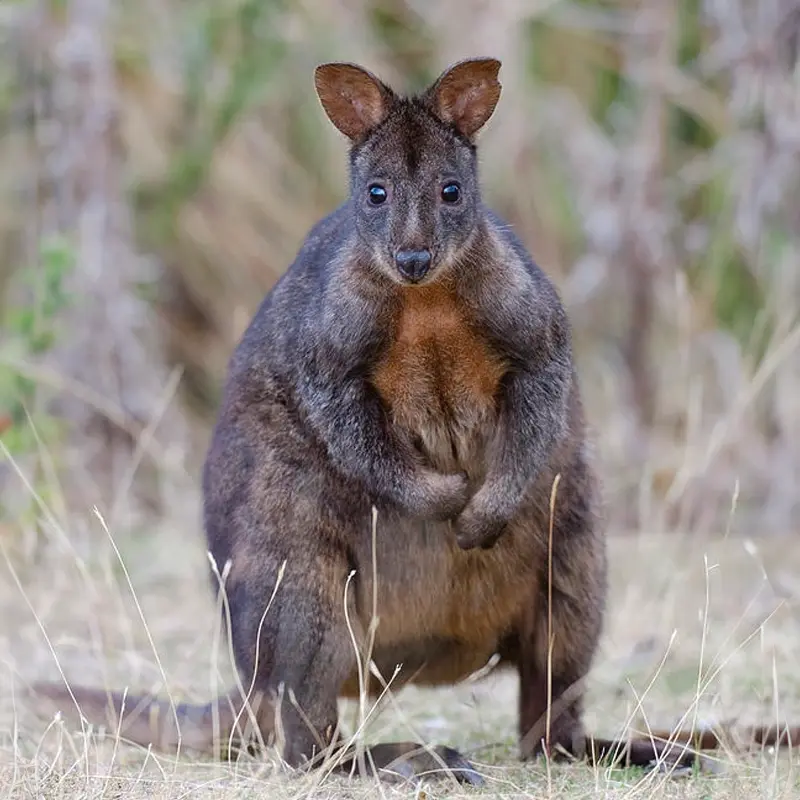 austalian-animal-Pademelon