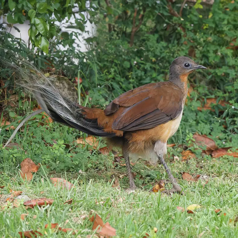 austalian-animal-alberts-lyrebird