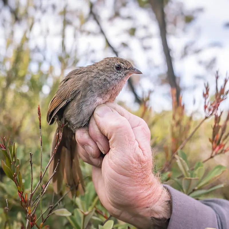 austalian-animal-eastern-bristlebird