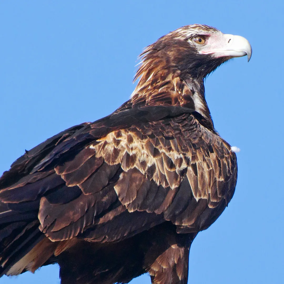 Wedge-tailed eagle